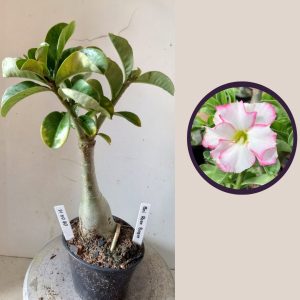 0904 16 Rosa do Deserto Bri Rose Buque