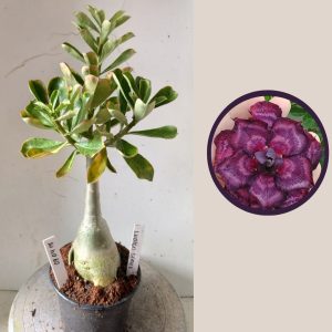 0904 15 Rosa do Deserto Indigo Glaze