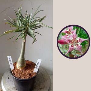 0904 14 Rosa do Deserto Crispum