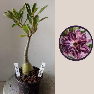 0904 12 Rosa do Deserto Arya Roxa