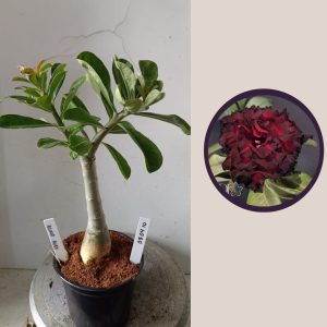 0904 10 Rosa do Deserto Blood Ruby