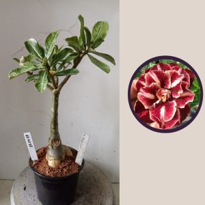 0904 08 Rosa do Deserto Van Helsing