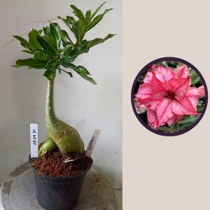 0904 01 Rosa do Deserto Liberty