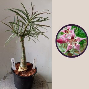 0904 05 Rosa do Deserto Crispum