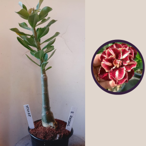 2503 26 Rosa do Deserto Van Helsing