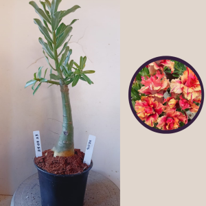 2503 23 Rosa do Deserto KR-226