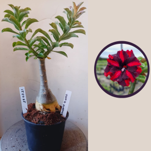 2503 26 Rosa do Deserto Van Helsing