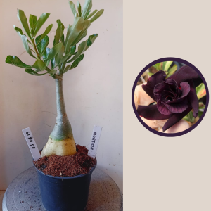 2503 19 Big caudex  Morticia