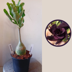 2503 18 Rosa do Deserto Morticia