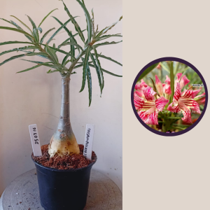 2503 16 Rosa do Deserto Crispum Pull Red Strings