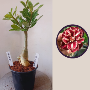 2503 02 Rosa do Deserto Van Helsing