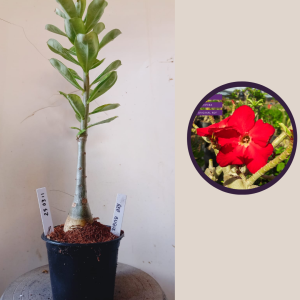 2503 11 Rosa do Deserto Red Buque