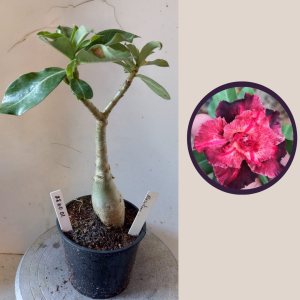 1004 38 Rosa do Deserto Majestade