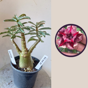 1004 33 Rosa do Deserto Mimosa