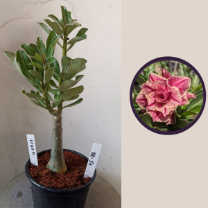 1004 03 Rosa do Deserto KR-54