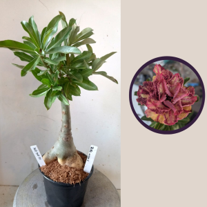 1004 04 Rosa do Deserto Triple Wish 3