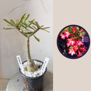 1004 05 Rosa do Deserto Cristata Pink