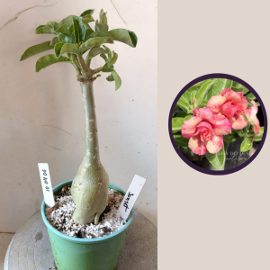 1004 06 Rosa do Deserto Sunset