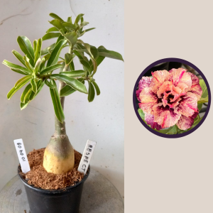 1004 09 Rosa do Deserto Respect