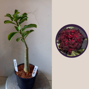 1004 31 Rosa do Deserto Blood Ruby