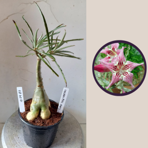 1004 27 Rosa do Deserto Crispum Pull Red Strings