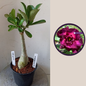 1004 26 Rosa do Deserto Mirabilis 2