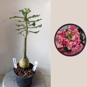 1004 25 Rosa do Deserto Ouro Mil