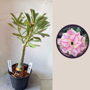 1004 24 Rosa do Deserto Rei Davi 2