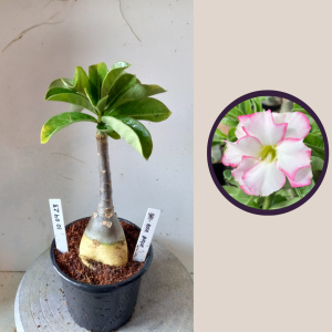 1004 23 Rosa do Deserto Bri Rose Buque (Black Skin)