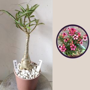 1004 19 Rosa do Deserto Star