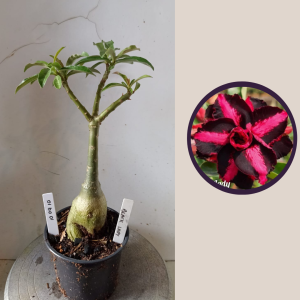 1004 10 Rosa do Deserto Black Lady