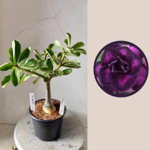 1004 16 Rosa do Deserto Purple Neon