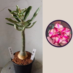 1004 14 Rosa do Deserto Pic Nic