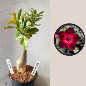 1004 13 Rosa do Deserto Black Swan II