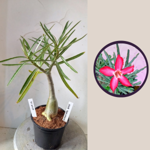 1004 12 Rosa do Deserto Nova Tanzania