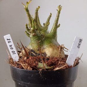 1004 38 Arabicum Bei Bid