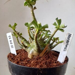 1004 37 Arabicum Dhofarense