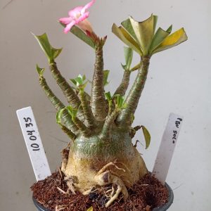 1004 35 Arabicum PBN Solo