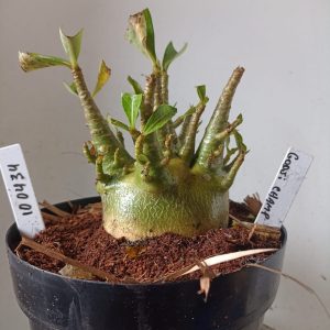 1004 34 Arabicum Godji Champ