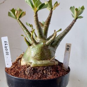 1004 33 Arabicum RBL