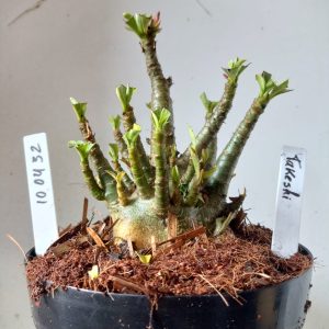 1004 32 Arabicum Takeshi