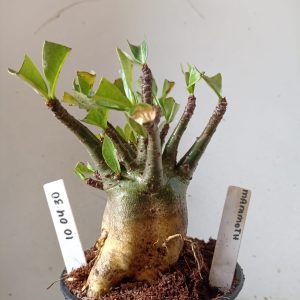 1004 30 Arabicum Mammoth