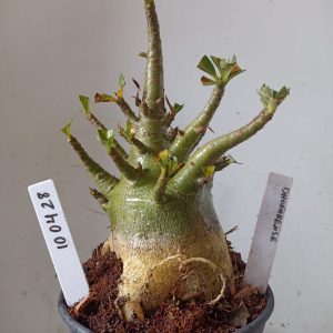 1004 28 Arabicum Dhofarense