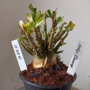 1004 01 Arabicum Godji Champ