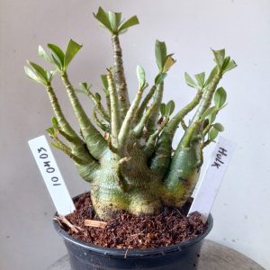 1004 03 Arabicum Hulk