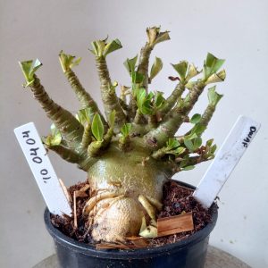 1004 04 Arabicum Dwaf