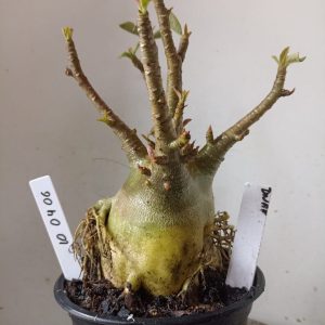 1004 06 Arabicum Dwaf