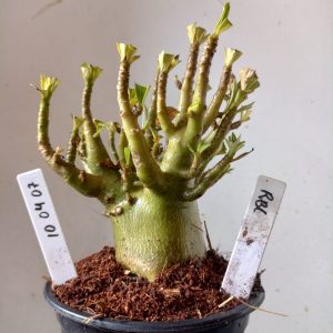 1004 07 Arabicum RBL