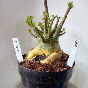 1004 10 Arabicum Lava