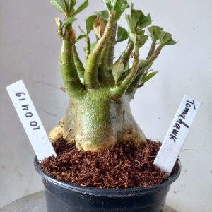 1004 19 Arabicum Tomahawk